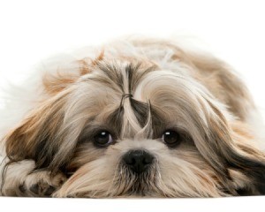 Shih Tzu laying on belly with chin on the ground looking at the camera.