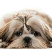 Shih Tzu laying on belly with chin on the ground looking at the camera.