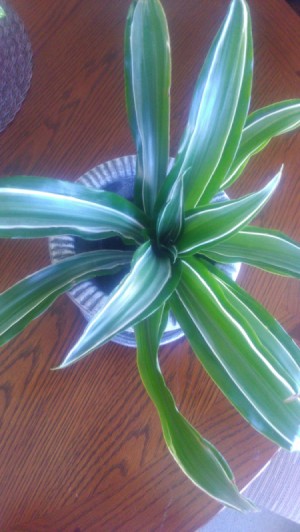 long variegated green and white striped leaves