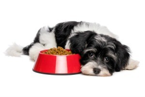 Small dog looking sad next to a red bowl of dog food.