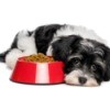Small dog looking sad next to a red bowl of dog food.