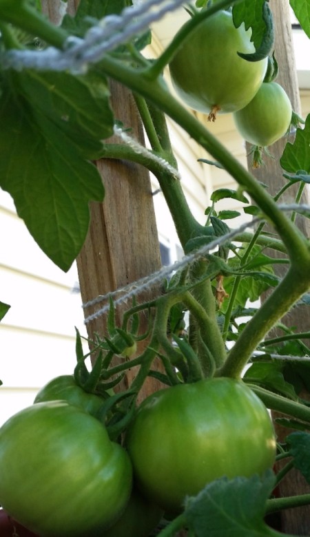 Planting Tomatoes