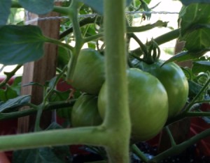 Planting Tomatoes