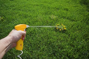 Hand spraying weed killer onto a largenweed that is in a perfect grass lawn