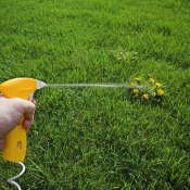 Hand spraying weed killer onto a largenweed that is in a perfect grass lawn