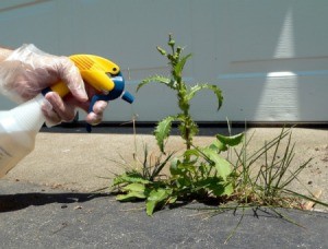 Gloved hand using a spray bottle to spray a week growing in a driveway crack