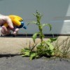 Gloved hand using a spray bottle to spray a week growing in a driveway crack