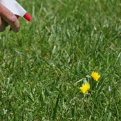 Hand spraying a dandelion in a lawn with a spray bottle