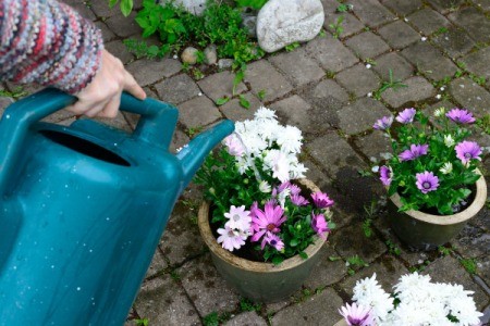 Flowers in pots on the patio being watered with a watering can.