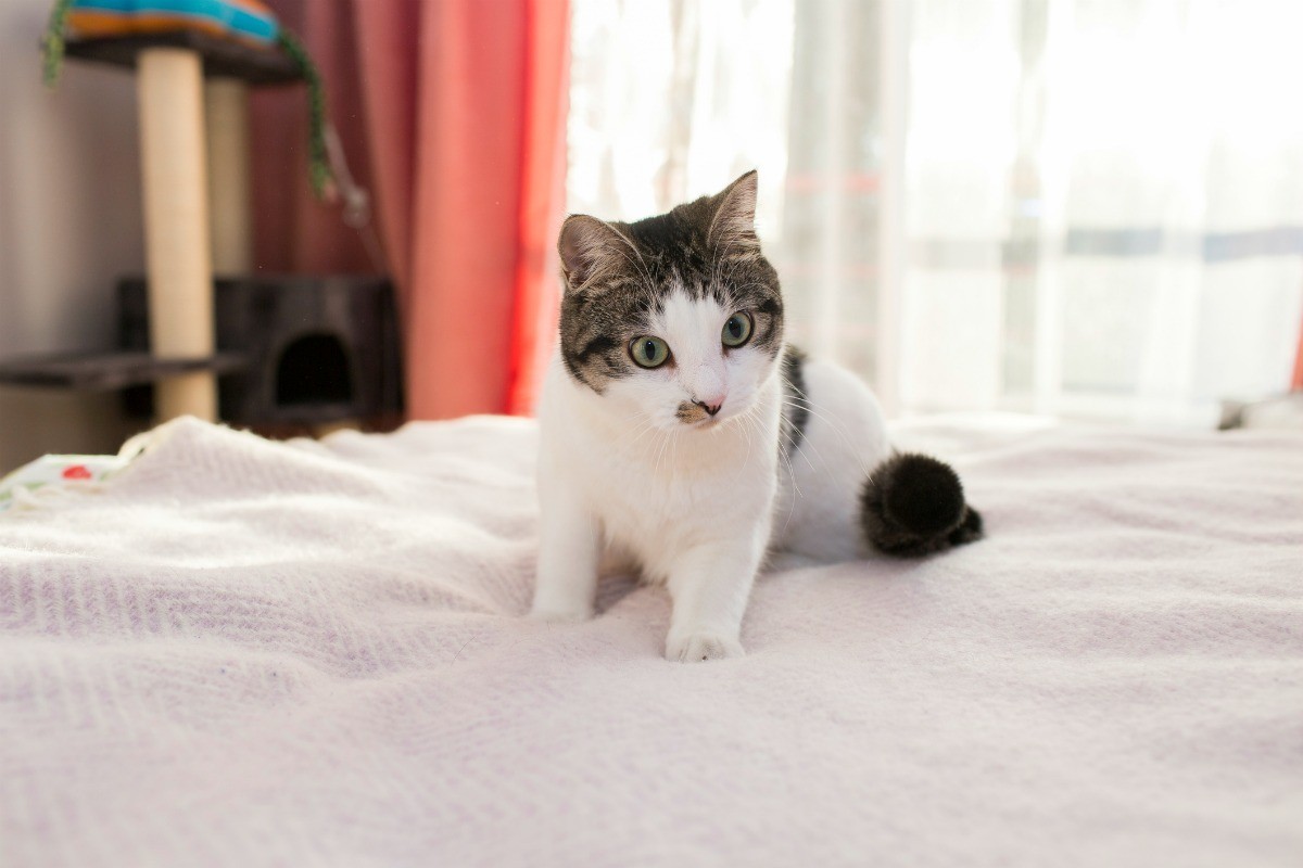 How To Keep A Cat From Peeing On The Bed Bed Western