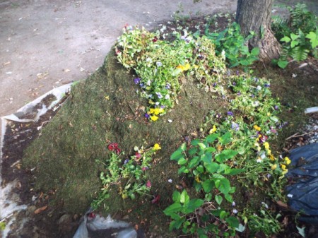 Spent Pansies on mulch pile