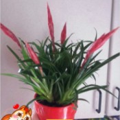 What Is This Houseplant?