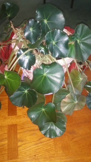 trailing houseplant with dark green round leaves