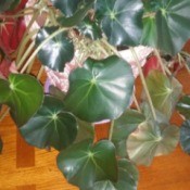 trailing houseplant with dark green round leaves
