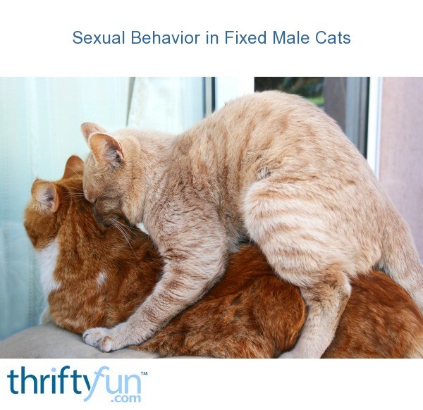 Sexual Behavior In Fixed Male Cats Thriftyfun 