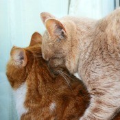 Buff tabby cat mounting an orange tabby cat mid-back