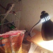 Polly (Parakeet) and Nemo (Betta)