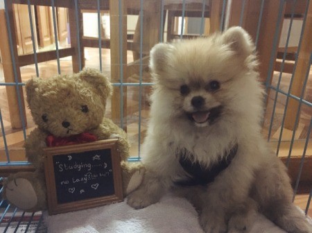 Pom in crate