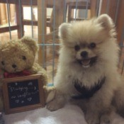 Pom in crate