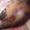 calico cat with hair loss