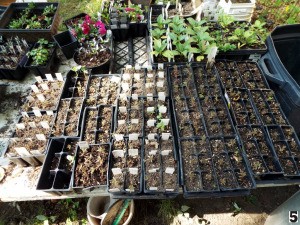 June Is Plant Rooting Month