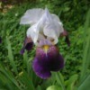 purple and white iris
