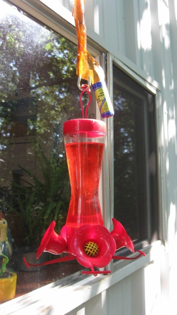 Use Flypaper for Keeping Ants Out of Hummingbird Feeders