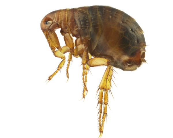 How To Rid My Home Of Fleas Naturally How To Rid My Home Of Fleas Naturally