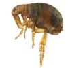 Magnified flea against a white background