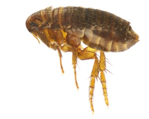 Magnified Image of a Flea against a white background