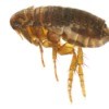 Magnified Image of a Flea against a white background