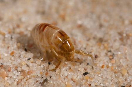 Sand Flea on sand