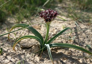 Wild Onion plant in bloom