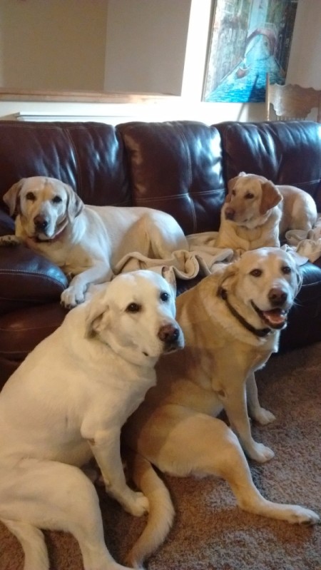 My Five Labs