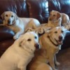 My Five Labs
