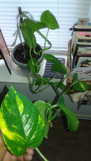 vining houseplant with variegated leaves