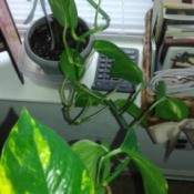 vining houseplant with variegated leaves