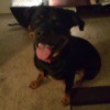 A Rottweiler dog with his tongue out.