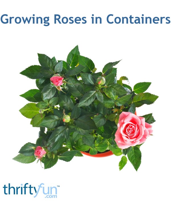 Growing Roses in Containers ThriftyFun