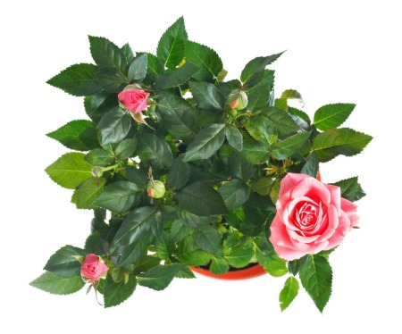 View from above of a rose bush in a flower pot