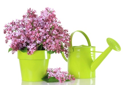 Lilac cuttings in a lime green pot next to a matching watering can