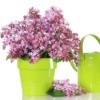 Lilac cuttings in a lime green pot next to a matching watering can