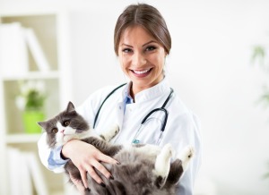Veteranarian holding a long hair grey and white cat