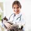 Veteranarian holding a long hair grey and white cat