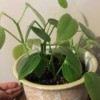 vining houseplant with heart shaped leaves