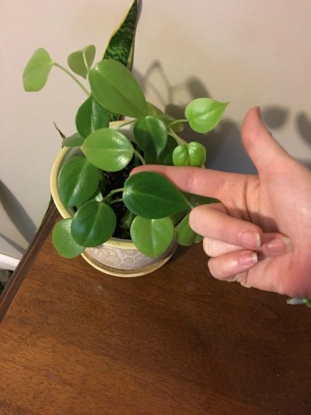 What Is This Houseplant?