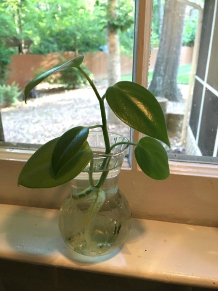What Is This Houseplant?