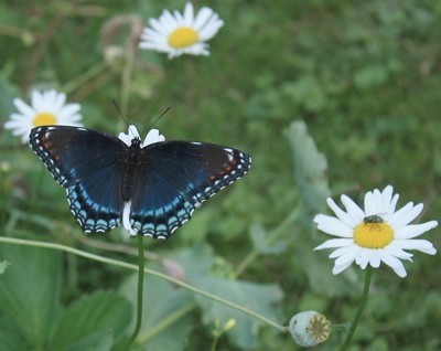 Wildlife: Butterfly