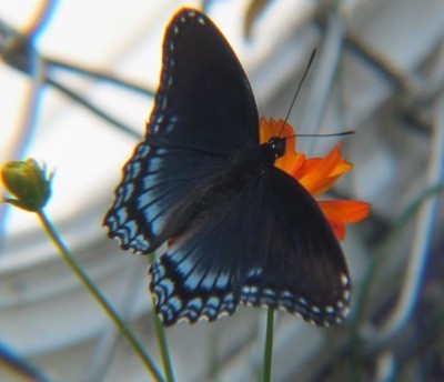 Wildlife: Butterfly
