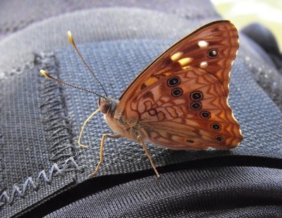 Wildlife: Butterfly